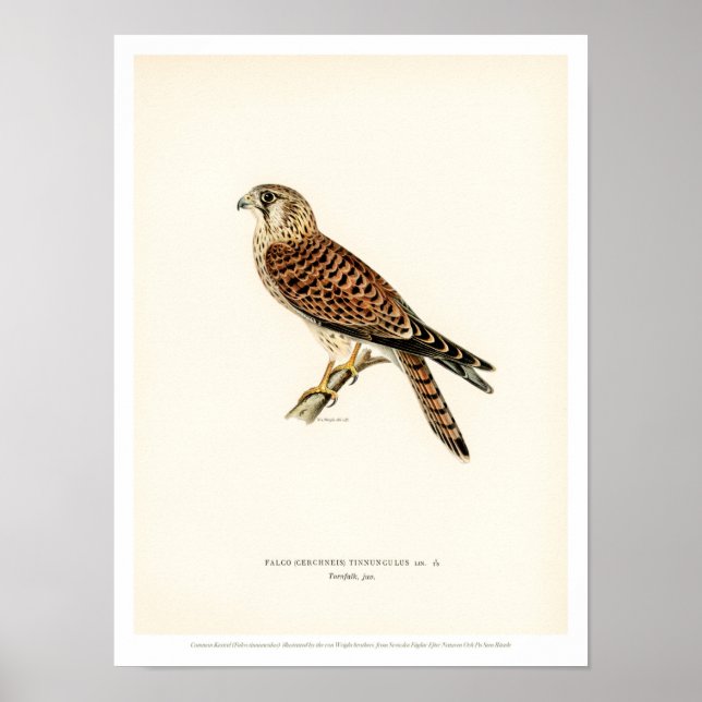 Vintage Bird Poster - Common Kestrel Falcon (Front)