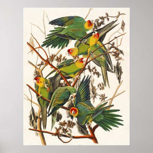 Vintage Bird Poster Wall Art _ Carolina Parrot