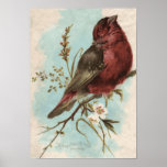 Vintage Bird Print at Zazzle