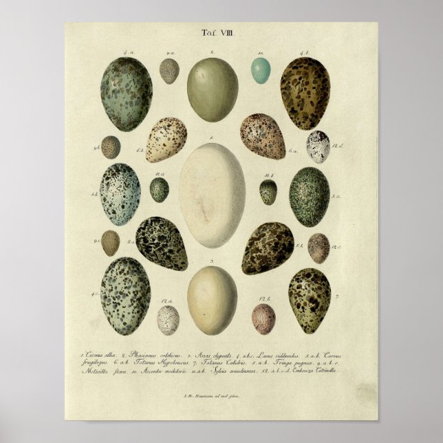 Vintage Bird Print #38 Egg #2 (Front)