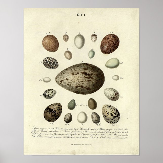 Vintage Bird Print #40 Egg #4 (Front)