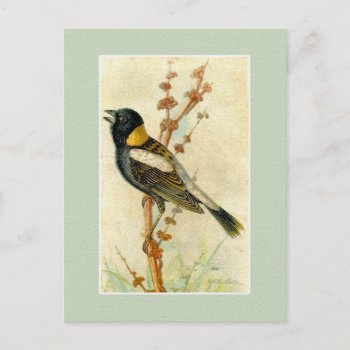 Vintage Bird Print - Bobolink Postcard by Kinder_Kleider at Zazzle