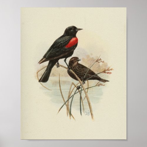 Vintage Bird Red Black Print