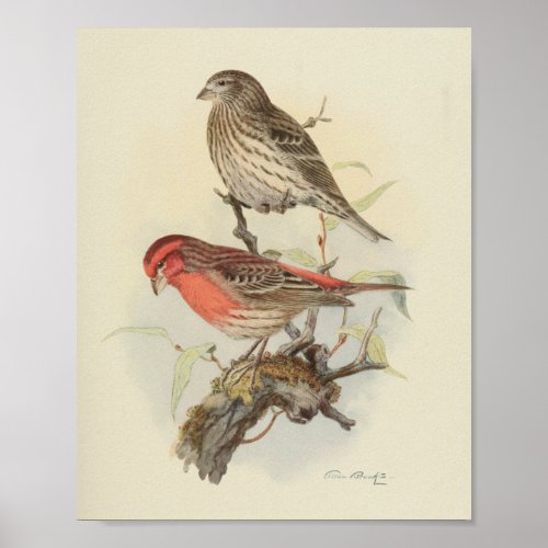 Vintage Bird Red Brown Speckled Print