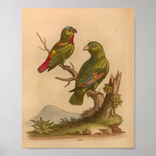 Vintage Bird Red Green Parrots Print