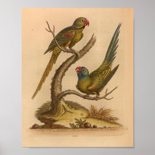 Vintage Bird Red Green Parrots Print