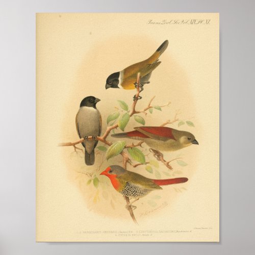 Vintage Bird Red Yellow Black Print