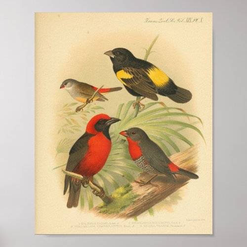 Vintage Bird Red Yellow Black Print