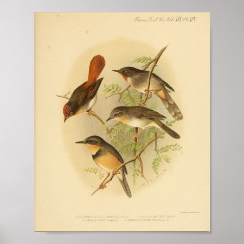 Vintage Bird Red Yellow Brown Print