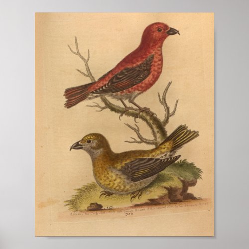 Vintage Bird Red Yellow Print