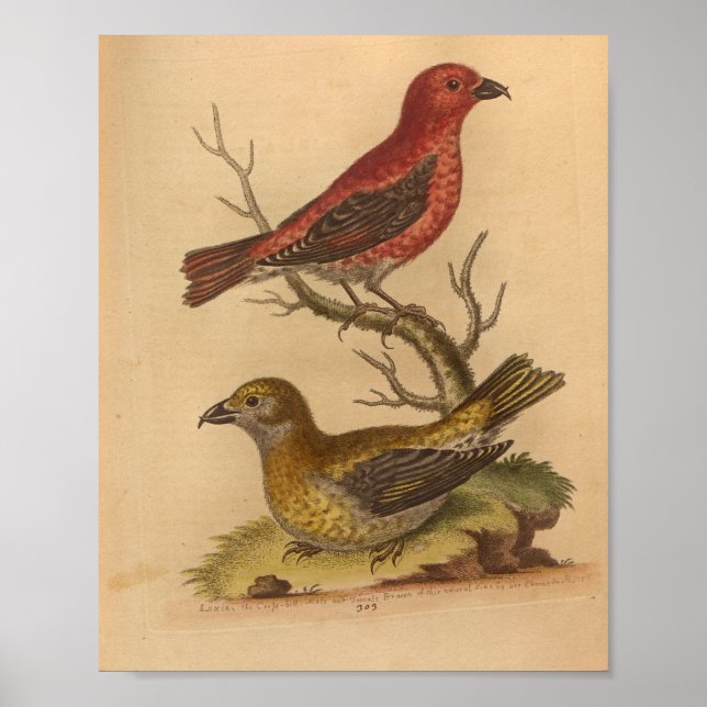 Vintage Bird Red Yellow Print (Front)