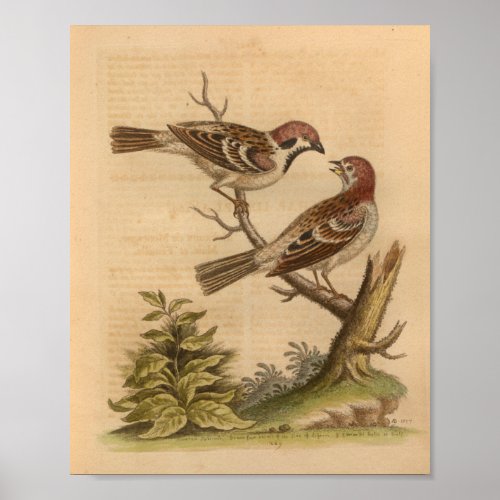 Vintage Bird Speckled Brown Print
