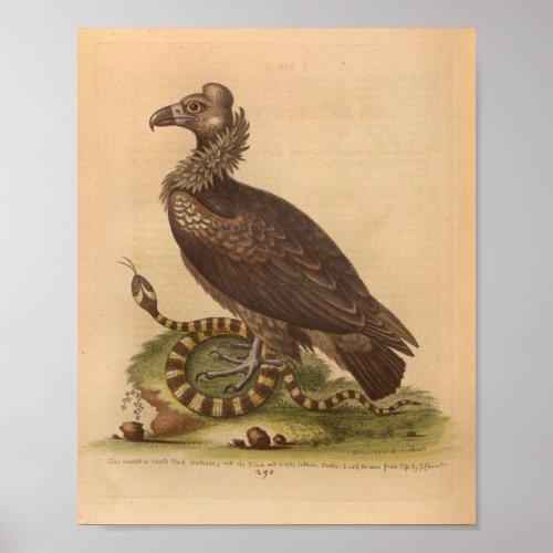 Vintage Bird Vulture Snake Print