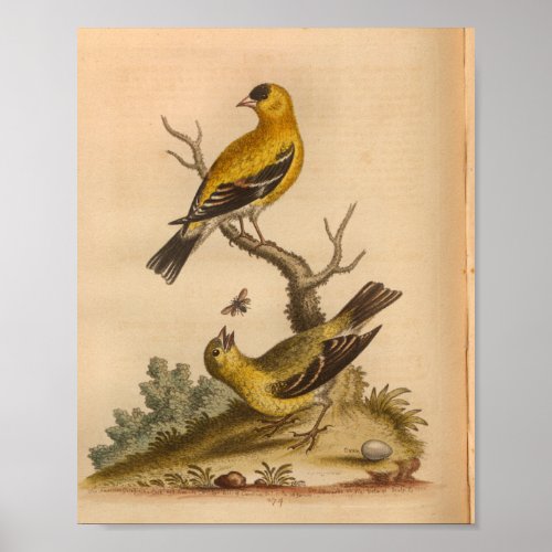 Vintage Bird Yellow Black Print