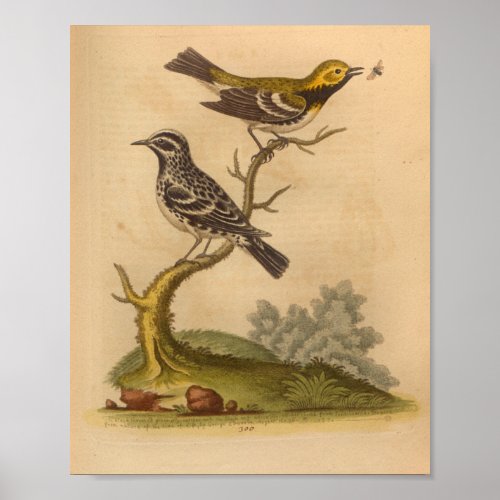 Vintage Bird Yellow Black Print