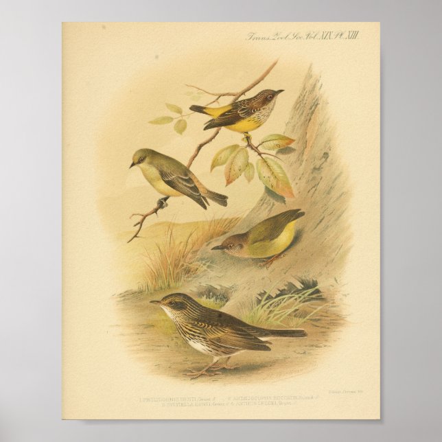 Vintage Bird Yellow Brown Print (Front)