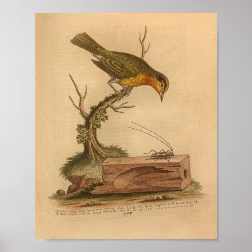 Vintage Bird Yellow Cricket Print