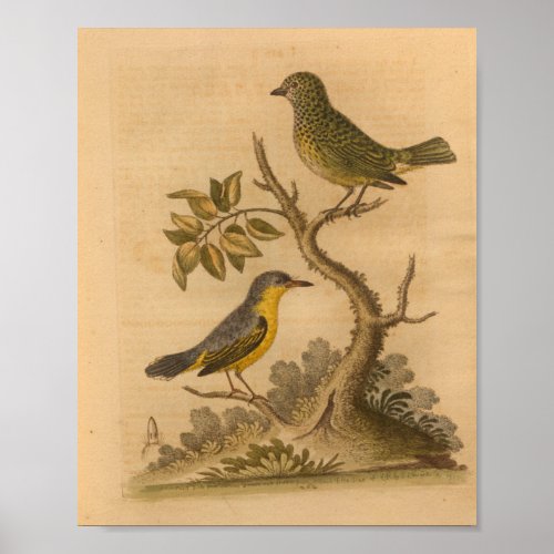 Vintage Bird Yellow Green Print