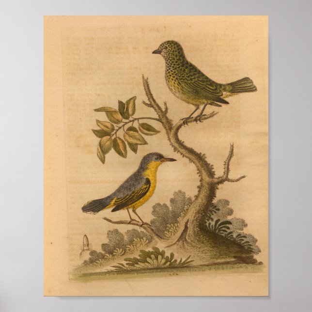 Vintage Bird Yellow Green Print (Front)