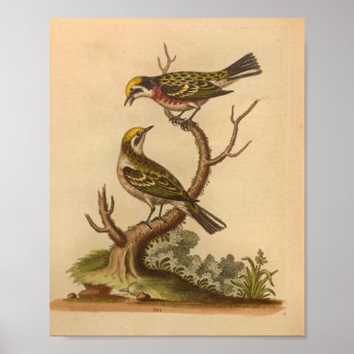 Vintage Bird Yellow Red Print