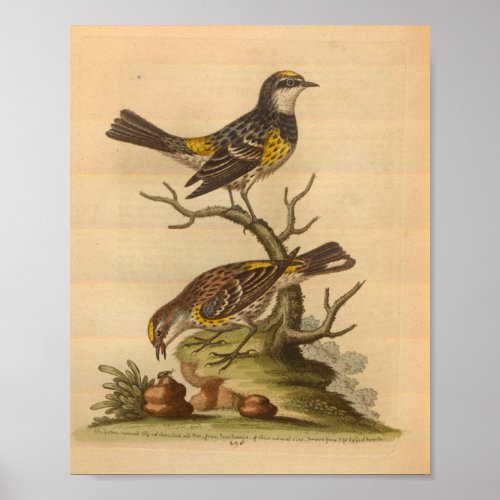 Vintage Bird Yellow Speckled Print