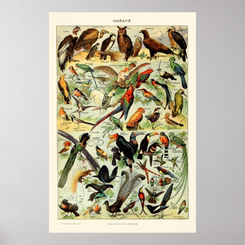 Vintage Birds by Adolphe Millot Poster