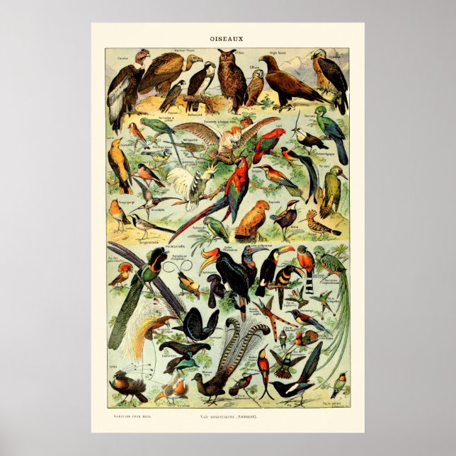Vintage Birds by Adolphe Millot Poster (Front)