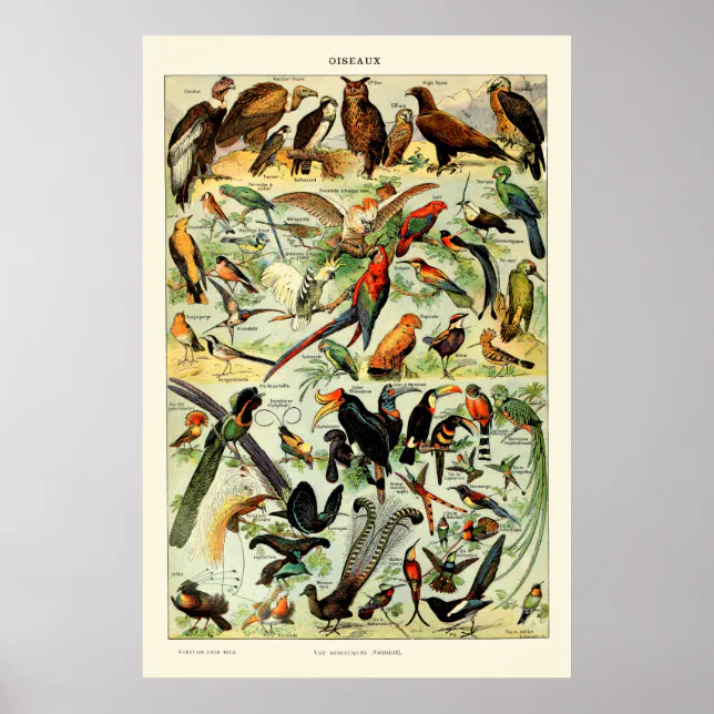 1000 Teile Puzzle „Papillons – Schmetterlinge“ – Vintage-Kunst Von Adolphe Millot, Inkl. Referenzposter