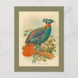 Vintage Birds Colorful Pheasant Illustration Postcard