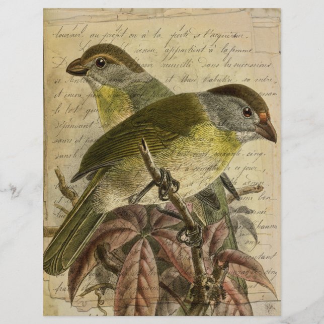 Vintage Birds Ephemera Scrapbook Paper (Front)