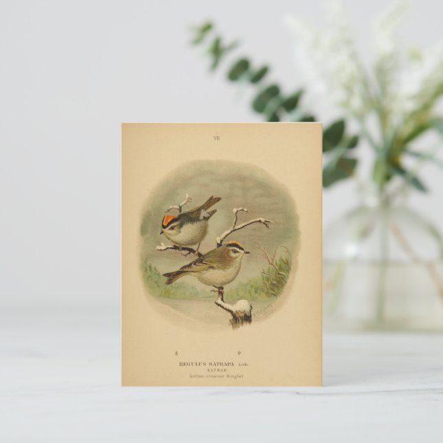 Vintage Birds Golden Crowned Kinglet Vogelwelt Postcard (Standing Front)