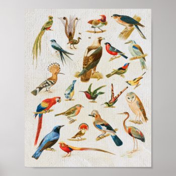 Vintage Birds Illustration Birding Lover Gift Mous Poster by LitleStarPaper at Zazzle