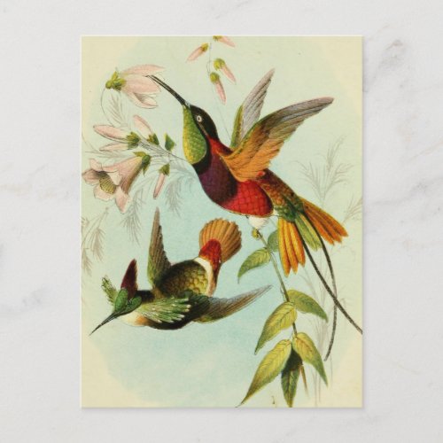Vintage Birds Illustration Postcard