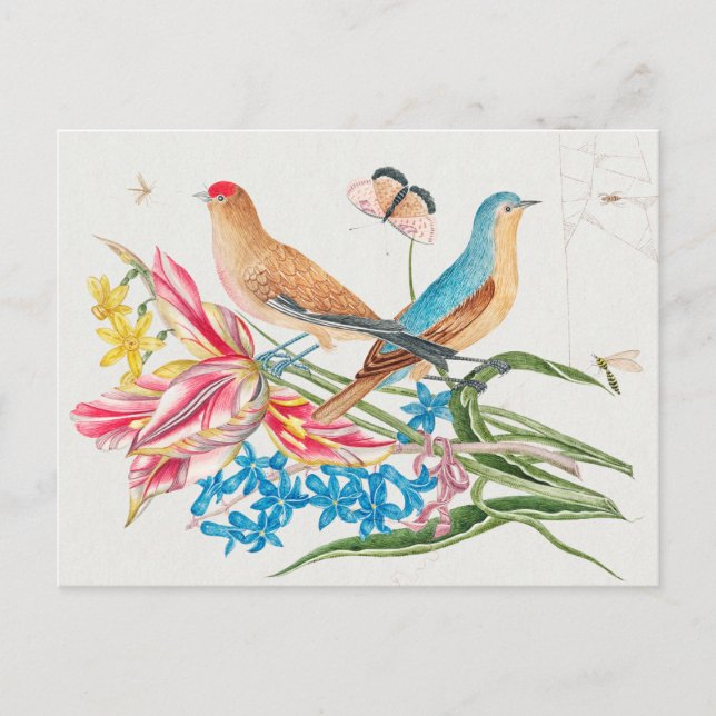 Vintage Birds Illustration Postcard (Front)