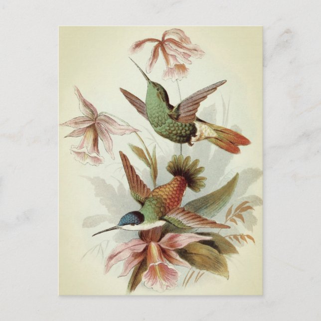 Vintage Birds Illustration  Postcard (Front)