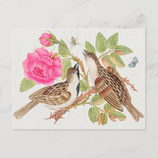 Vintage Birds Illustration Postcard (Front)