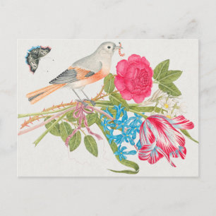 Vintage Birds Illustration Postcard