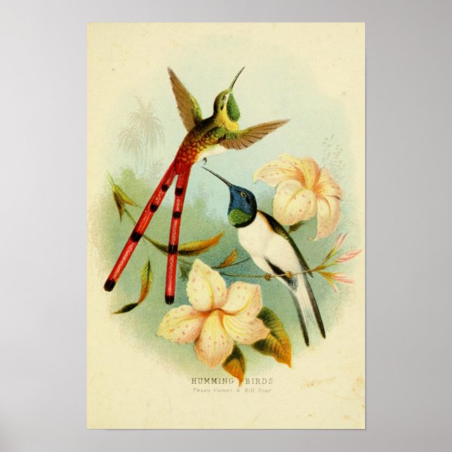 Vintage Birds Illustration Poster (Front)
