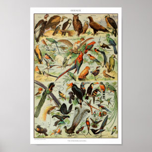 Vintage Birds Illustration Poster