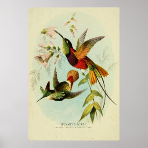 Vintage Birds Illustration Poster