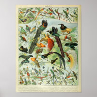 Vintage Birds Illustration