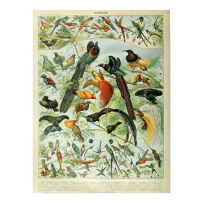 Vintage Birds Illustration Poster