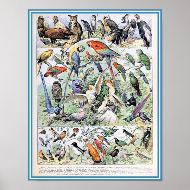 Vintage Birds Illustration Poster (Front)