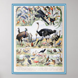 Vintage Birds Illustration Poster