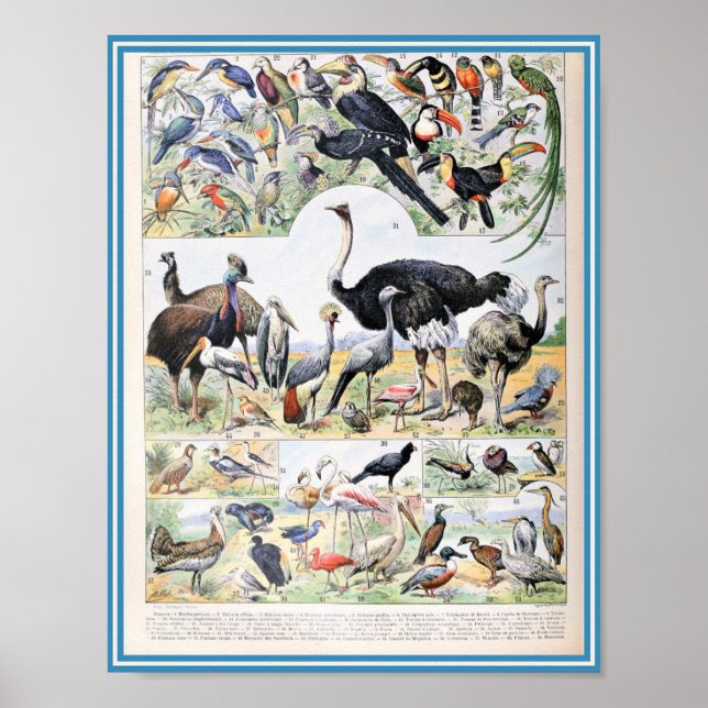 Vintage Birds Illustration Poster (Front)