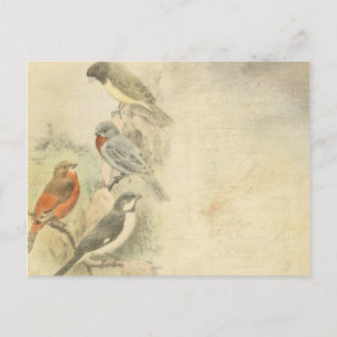 Vintage Birds In Tree Background Postcard