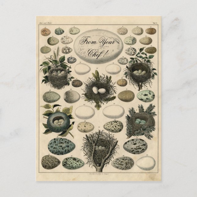 Vintage Birds Nests Egg illustration -Post Card (Front)