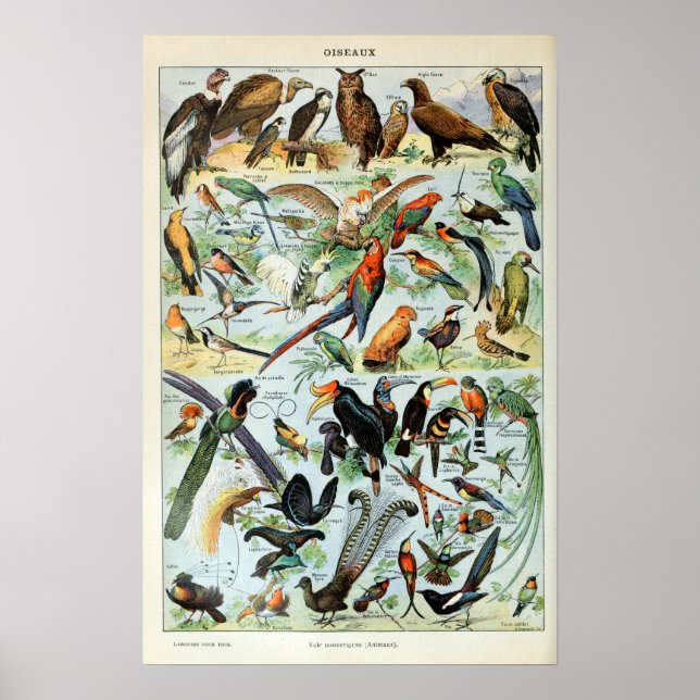 Vintage Birds of the World Poster (Front)