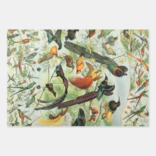 Vintage Birds Old Book Illustration Art Animals Wrapping Paper Sheets