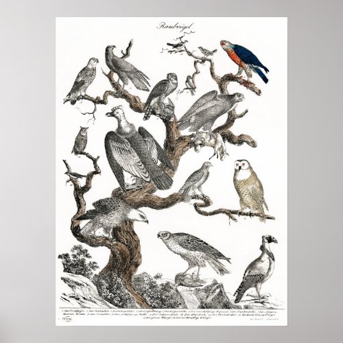 Vintage Birds Old Book Illustration Art Poster